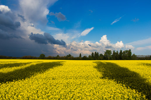 Yellow flower fields in Ukraine
